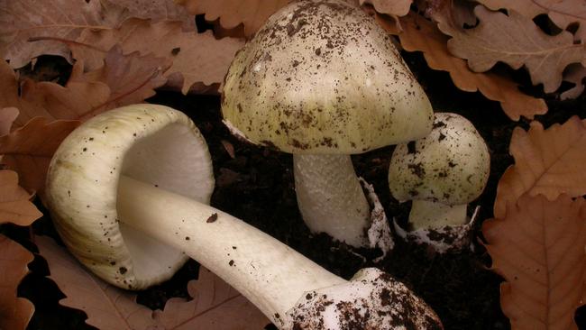 Death cap mushrooms found in the Adelaide Hills.