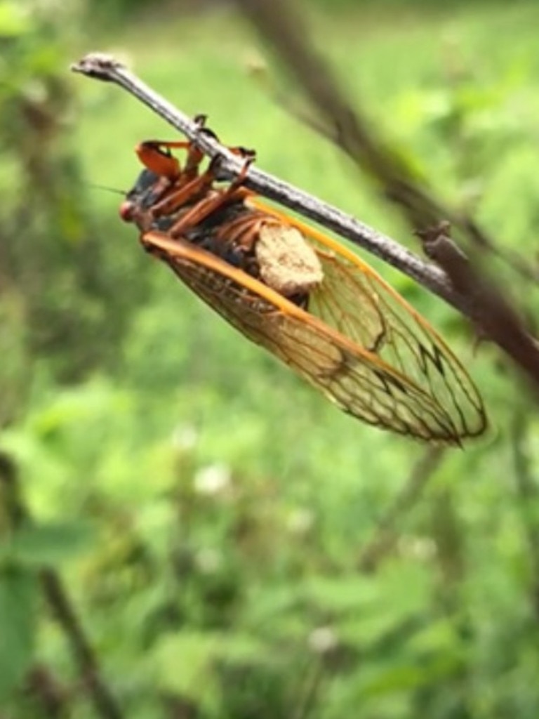 The fungus wears away the cicadas genitalia and butt, replacing them with spores. Picture: West Virginia University Photo