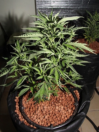 Cannabis plants found at the Burleigh Heads AirBnB home.