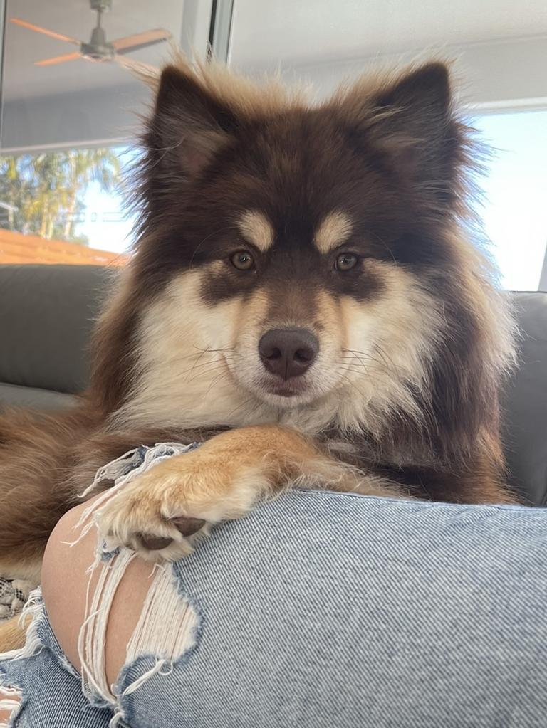 Kylo Swepson Thorpe – He is a 1.5-year-old Finnish Lapphund who has a sister Meeka and loves running around after the hose