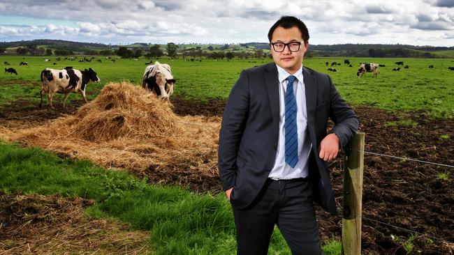 Rack and ruin: Australian Yoyou Dairy director Harry Wang, pictured in 2015 on one of the Kernot dairy farms.