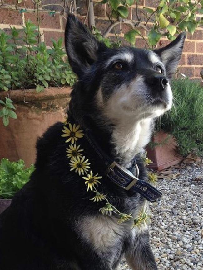 Day of Dogs 2018: Meg. Picture: Fiona Myers