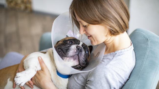 Many pet owners underestimate how much vet bills will cost. Picture: iStock