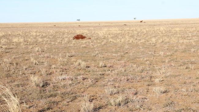 The murdered horses were found on Yanburra Station about 60km north of Longreach.