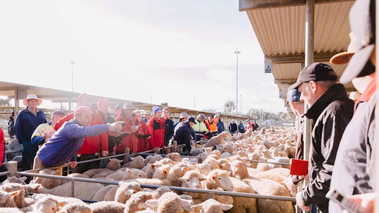 The lower Aussie dollar means the meat is ripe for export. Picture: Chloe Smith.