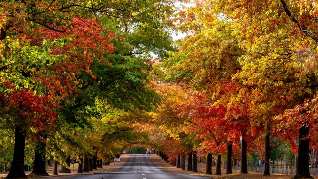 Honour Avenue in Macedon, showing the beautiful colours of autumn. What do Americans refer to that season as? Picture: Jay Town