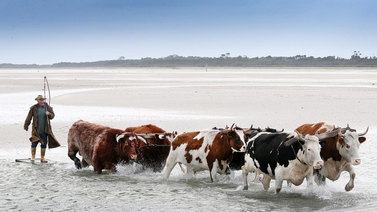 Brian Fish with his bullock team on the return from Robbins Island. PICTURE CHRIS KIDD