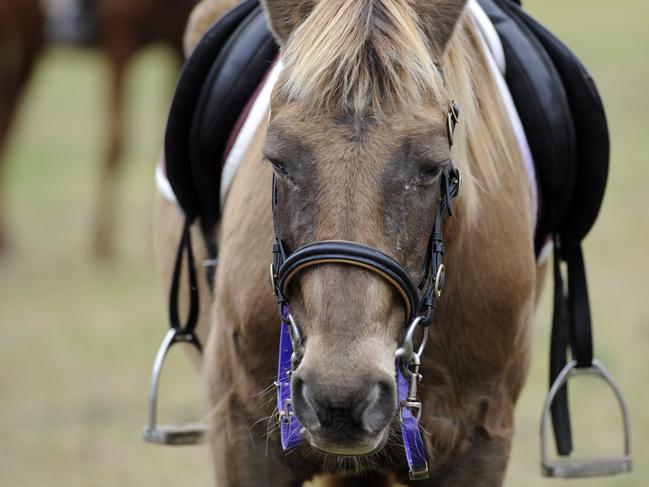 Man suffers ‘life-threatening’ injuries after being thrown from horse