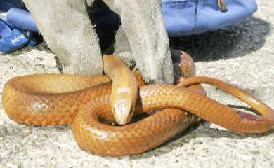 The common eastern brown snake.