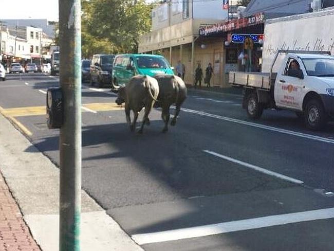 Red Door Productions tweeted this image of the buffalo. Picture: Twitter