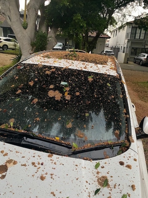 A photo taken by Rose Bay local Leslie Pozniak of bat droppings on his car.