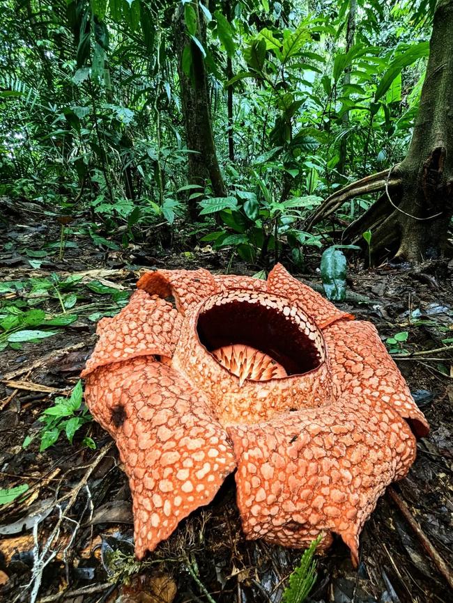 In bloom: the Rafflesia in Western Sumatra.