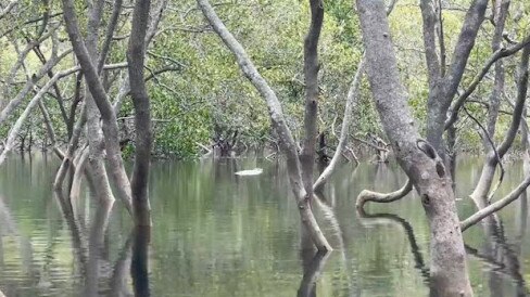 A woman filmed what appeared to be a crocodile near Amity Point on North Stradbroke Island.