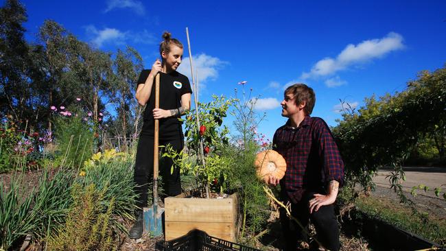 Oakridge chefs Jo barrett and Matt Stone harvest vegetables in their kitchen garden. Picture: Aaron Francis