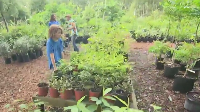 Shop for fruit, edible plants at Florida farm