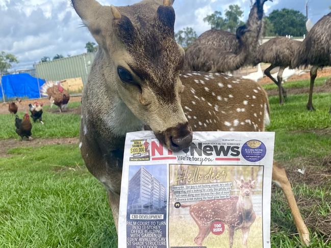 Elliot the deer reacts to his front page booty call