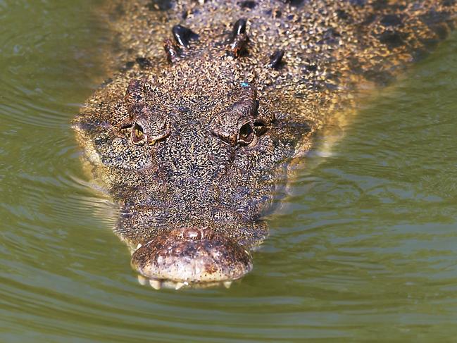 With the weather warming up, crocodiles are becoming more active, and experts are warning Cairns residents to be wary around waterways. Crocodiles swim in the lagoon at Hartley's Crocodile Adventures, Wangetti. Picture: Brendan Radke