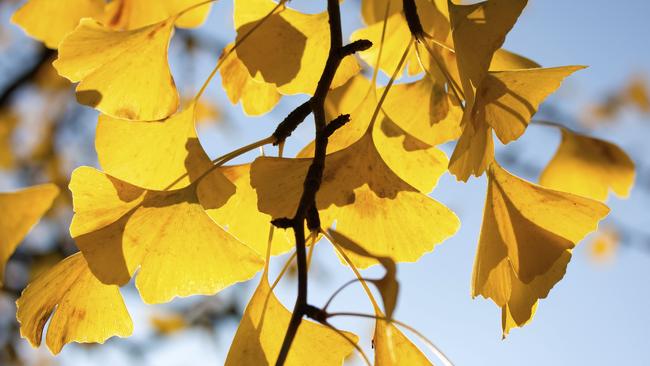 Flavonol and flavone glycosides in Ginkgo biloba leaves may offer cognitive enhancing effects.