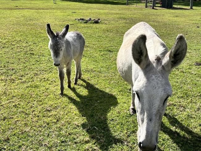 A mother donkey and her foal at Gordon Country taken by guest Emma Rauber via Facebook.