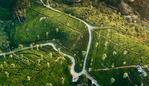 ESCAPE: Sri Lanka, Mal Chenu, April 15 -  Aerial view on green tea plantation in mountains in Sri Lanka  Picture: Istock