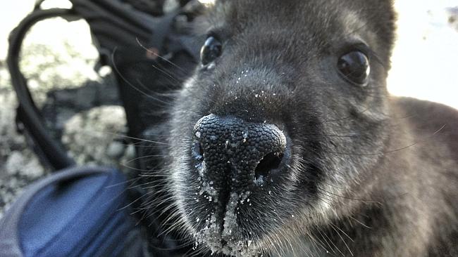 A wallaby getting friendly at Wineglass Bay. Picture: Rodney Chester