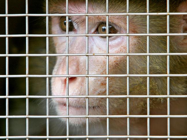 A female rhesus macaque monkey looks out from its crate before being sent to an Indian sanctuary Friday, May 19, 2006 in Singapore. The monkey smuggled into Singapore and kept in a warehouse, chained to a pole by its neck, was rescued and repatriated to India by an animal rights group Friday. Under Singapore law, the keeping of primates as pets is punishable by a maximum fine of 50,000 Singapore dollars (US$31,600; euro 24,600) for each animal, and 2 years' jail, but it was not immediately clear if the monkey's owner was penalized. (AP Photo/Wong Maye-E)