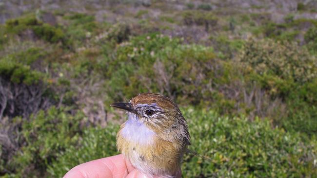 The Eyre Peninsula Southern Emu-wren is endangered in South Australia. This male was briefly captured for research purposes and then released. Picture: Marcus Pickett