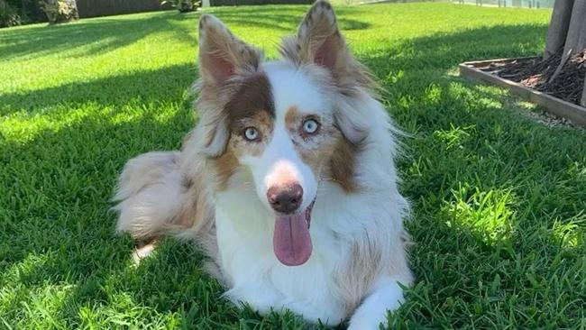 Blind Australian Shepherd Bowie was stolen from his Southport home on Wednesday. Picture: Queensland Police