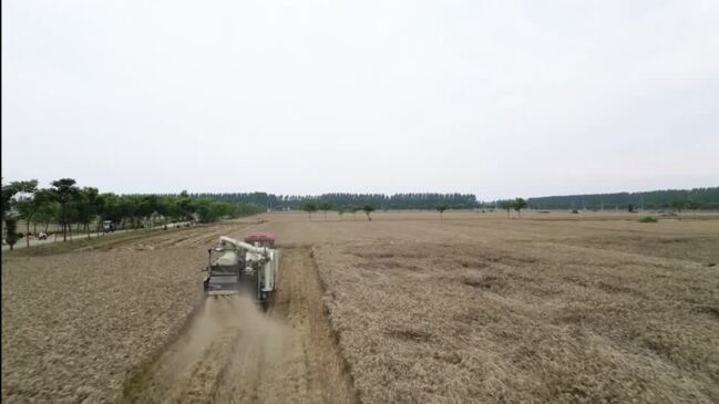 China’s wheat farmers reel from heavy rains, crop loss