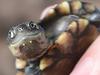 Five Western Swamp Tortoises bred at Adelaide Zoo to be transferred to ...