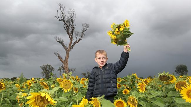 Whitney Young's son Harry Van Dijk, 5, patient of Royal Children Hospital, at their  sunflowers farm, Winnindoo,   Picture Yuri Kouzmin