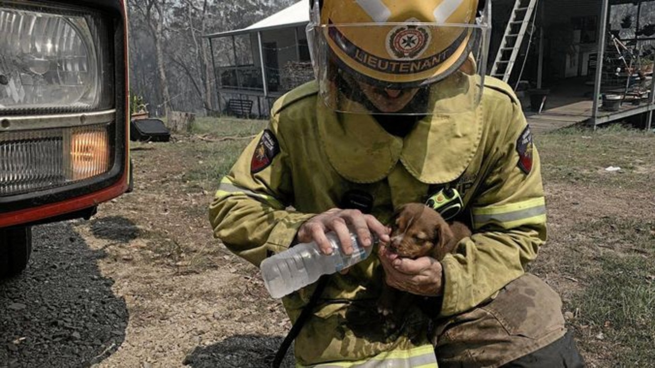 A Firefighter rescues a puppy at Deepwater. Picture: QFES