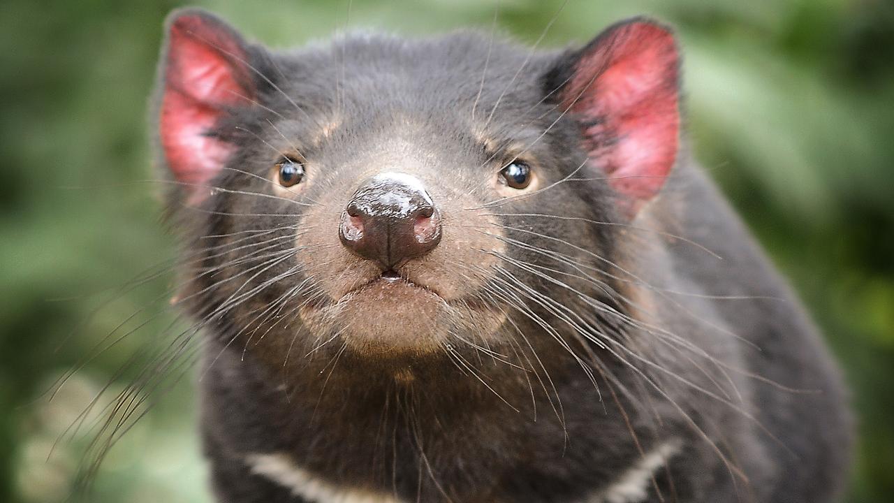 Tasmanian devils come out to play in the Loongana Range | The Australian