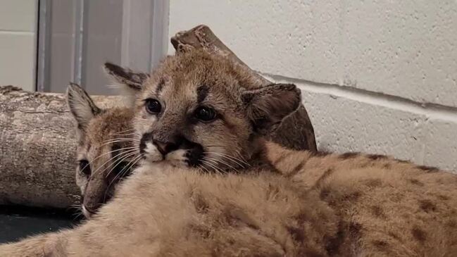 Houston Zoo Welcomes Orphaned Cougar Cubs as New University Mascots ...