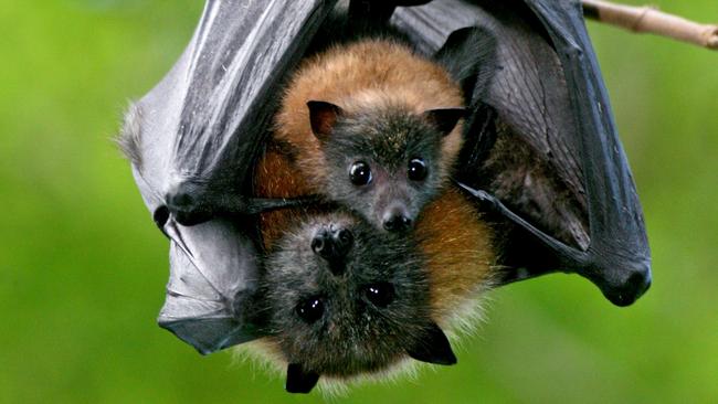 Native Bats At Risk From Wide-holed Nets Across Casey | Herald Sun