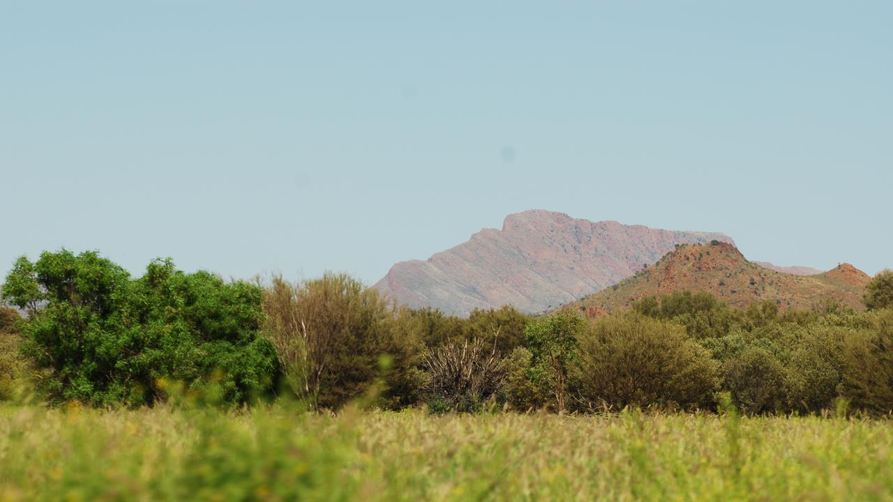 Mount Liebig in the distance with a verdant field of usually dry spinifex on the road between Papunya and Mt Liebig yesterday