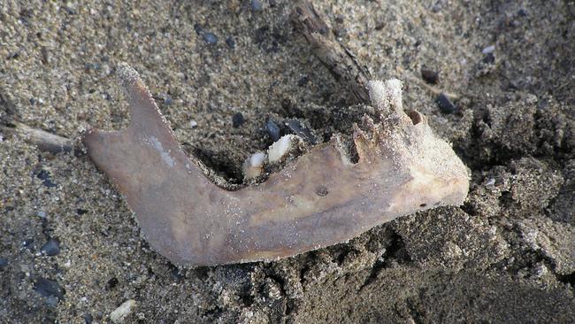 A human jaw bone found at site of the desalination plant at Kurnell in Sydney. Picture: Supplied