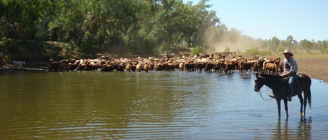 Saddle club: Mustering time at a North Australian Pastoral Company station.