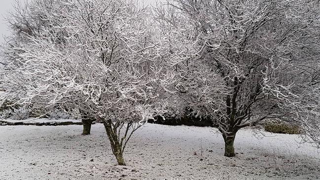 Winter wonderland — the scene at Guyra this morning after 4cm of snow.