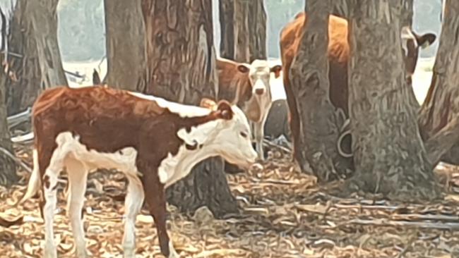 Calves are among the cattle on the Collins' property in Megalong Valley. Photo: Isabell Petrinic