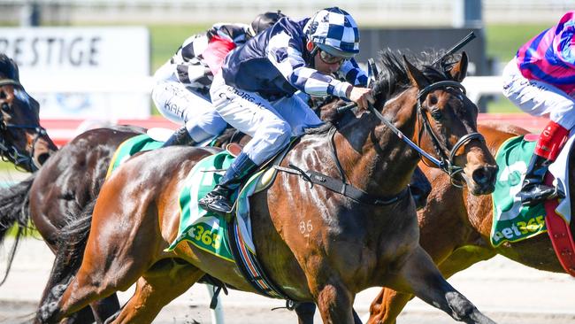 Young Werther is the horse to beat in the Victoria Derby. Picture: Reg Ryan/Racing Photos