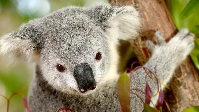 Development application lodged for 340 townhouses at a Bellbird Park ...