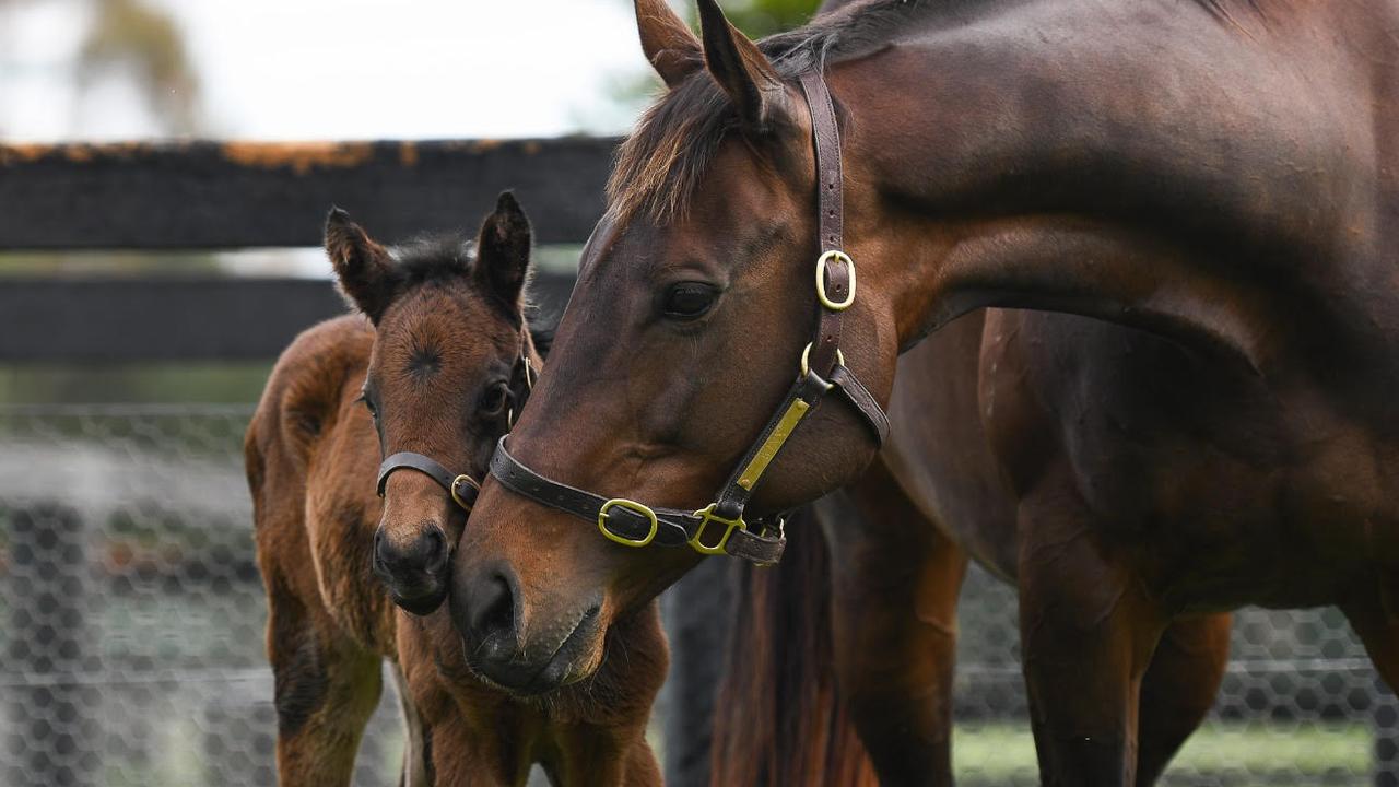 Winx and her foal which entered the world on Friday night. Picture: Winx’s owners