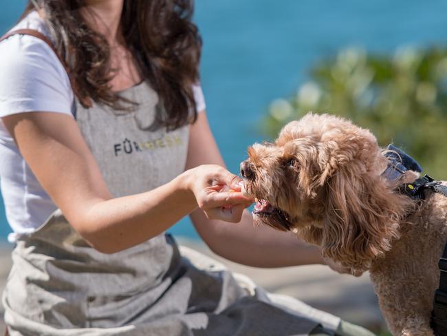 FurFresh Emma Martin-Fisher, 34, with Jefferson. Picture: Rafal Kontrym