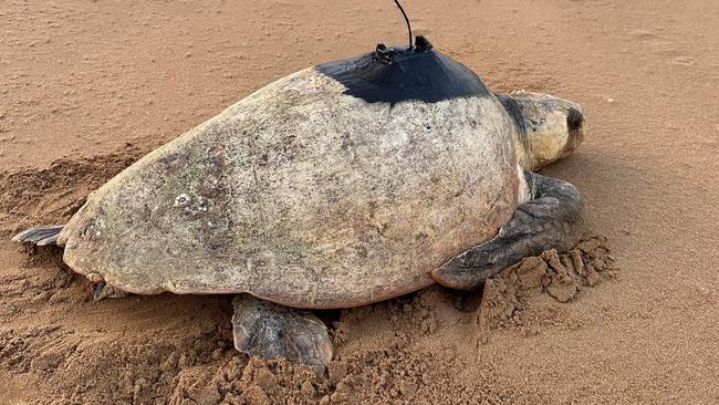 A female loggerhead turtle with a tracking device has exposed the secret lives of the endangered species as they forage and breed off the Wide Bay coast.