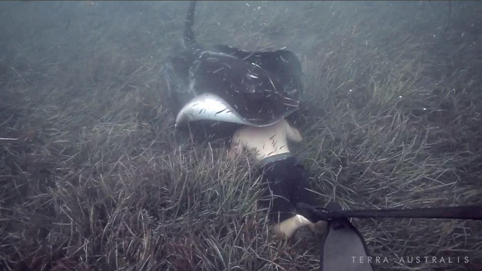 Incredible stingray encounter