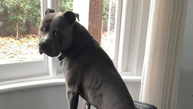 Sandro, the American Staffordshire Terrier, began ‘scrapping’ with another dog at St Kilda Rd junction. Picture: Instagram