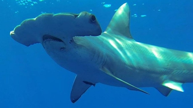 Studies on Great Hammerhead sharks found off the coast of Rainbow Beach will inform a national research study. Picture: Discovery Channel