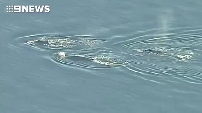 Whales spotted off Frankston