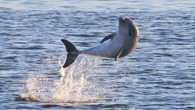 Port River dolphin calf Squeak is growing into a healthy dolphin. He is one of three calves born in the 2017/18 season that have survived. Picture: Jenni Wyrsta